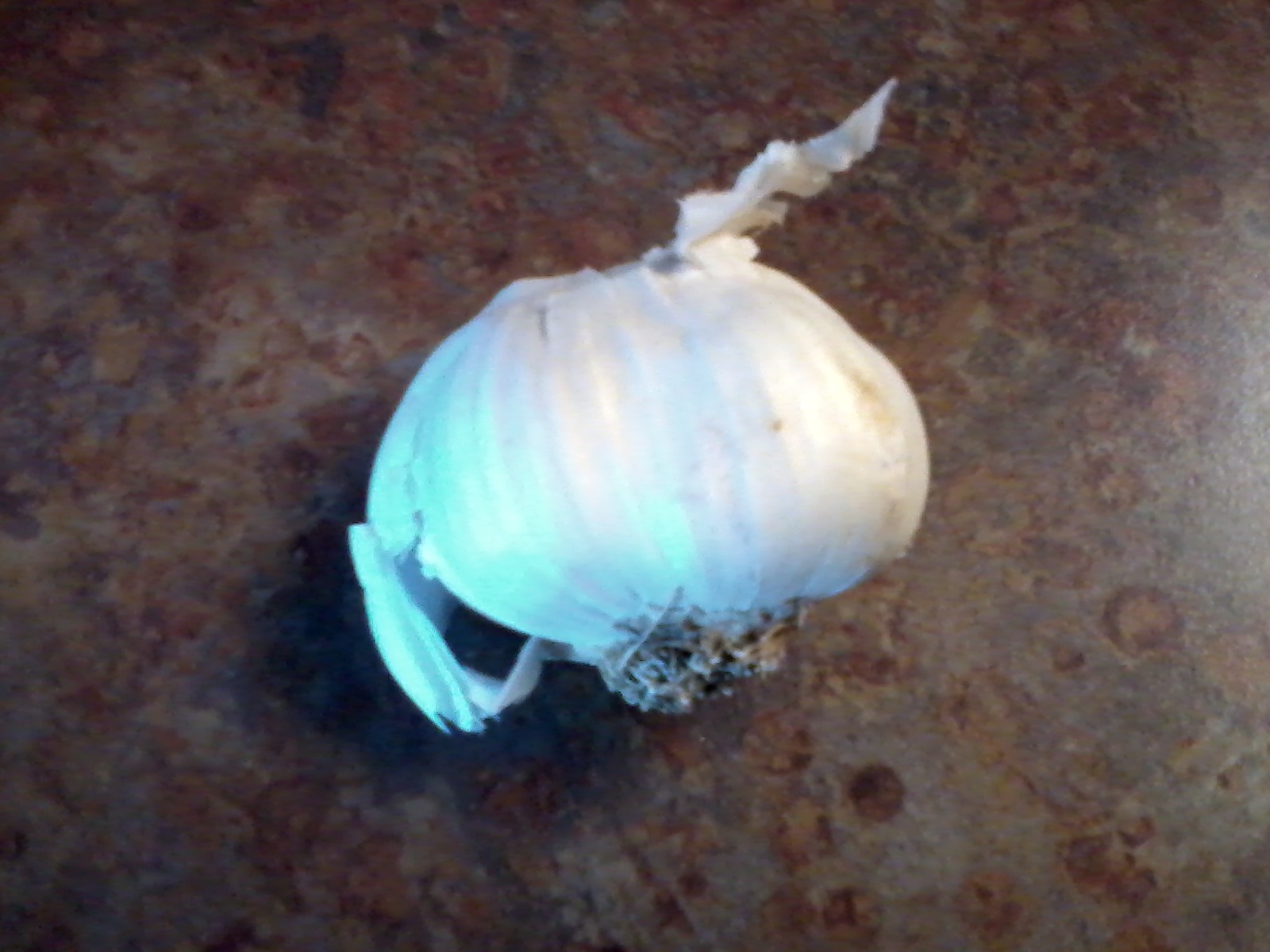 garlic.jpg